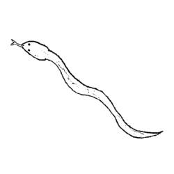 Dibujo para colorear: Serpiente (Animales) #14522 - Dibujos para Colorear e Imprimir Gratis