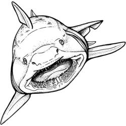 Dibujo para colorear: Tiburón (Animales) #14762 - Dibujos para Colorear e Imprimir Gratis