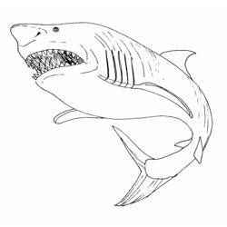 Dibujos para colorear: Tiburón - Dibujos para Colorear e Imprimir Gratis