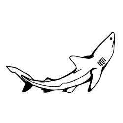 Dibujo para colorear: Tiburón (Animales) #14849 - Dibujos para Colorear e Imprimir Gratis