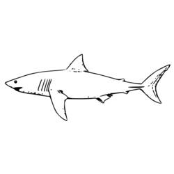 Dibujo para colorear: Tiburón (Animales) #14910 - Dibujos para Colorear e Imprimir Gratis