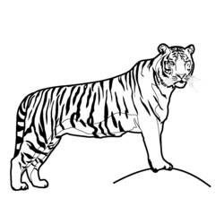 Dibujo para colorear: Tigre (Animales) #13587 - Dibujos para Colorear e Imprimir Gratis