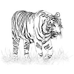 Dibujo para colorear: Tigre (Animales) #13599 - Dibujos para Colorear e Imprimir Gratis