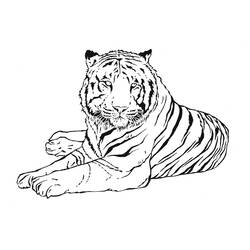 Dibujo para colorear: Tigre (Animales) #13601 - Dibujos para Colorear e Imprimir Gratis