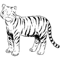 Dibujo para colorear: Tigre (Animales) #13621 - Dibujos para Colorear e Imprimir Gratis