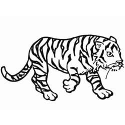 Dibujo para colorear: Tigre (Animales) #13629 - Dibujos para Colorear e Imprimir Gratis