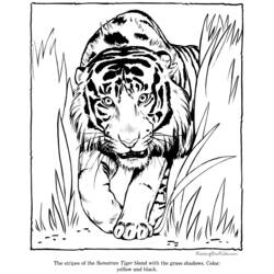 Dibujo para colorear: Tigre (Animales) #13664 - Dibujos para Colorear e Imprimir Gratis