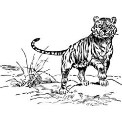 Dibujo para colorear: Tigre (Animales) #13710 - Dibujos para Colorear e Imprimir Gratis