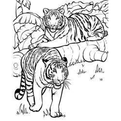 Dibujo para colorear: Tigre (Animales) #13726 - Dibujos para Colorear e Imprimir Gratis