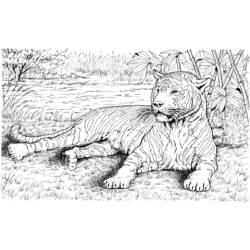 Dibujo para colorear: Tigre (Animales) #13742 - Dibujos para Colorear e Imprimir Gratis