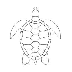 Dibujo para colorear: Tortuga (Animales) #13467 - Dibujos para Colorear e Imprimir Gratis