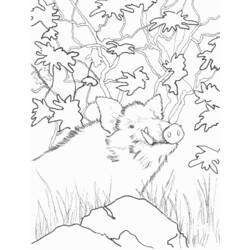 Dibujo para colorear: Verraco (Animales) #14661 - Dibujos para Colorear e Imprimir Gratis