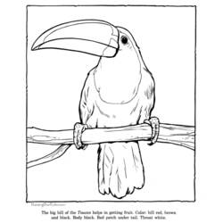 Dibujo para colorear: Zoo (Animales) #12796 - Dibujos para Colorear e Imprimir Gratis