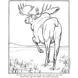 Dibujo para colorear: Zoo (Animales) #12859 - Dibujos para Colorear e Imprimir Gratis
