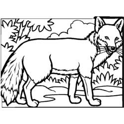 Dibujo para colorear: Zorro (Animales) #14977 - Dibujos para Colorear e Imprimir Gratis
