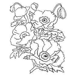 Dibujo para colorear: Amapola (Naturaleza) #162457 - Dibujos para Colorear e Imprimir Gratis