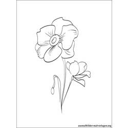 Dibujo para colorear: Amapola (Naturaleza) #162487 - Dibujos para Colorear e Imprimir Gratis