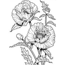 Dibujo para colorear: Amapola (Naturaleza) #162535 - Dibujos para Colorear e Imprimir Gratis