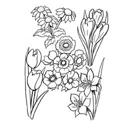 Dibujo para colorear: Amapola (Naturaleza) #162622 - Dibujos para Colorear e Imprimir Gratis