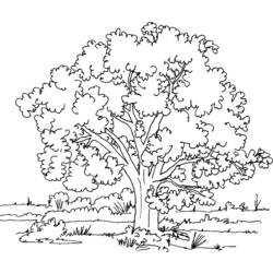 Dibujo para colorear: Árbol (Naturaleza) #154714 - Dibujos para Colorear e Imprimir Gratis