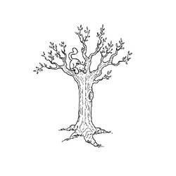 Dibujo para colorear: Árbol (Naturaleza) #154721 - Dibujos para Colorear e Imprimir Gratis