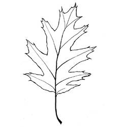 Dibujo para colorear: Árbol (Naturaleza) #154919 - Dibujos para Colorear e Imprimir Gratis