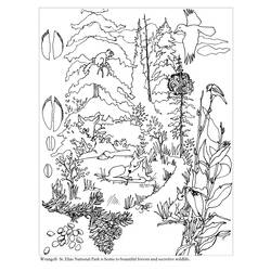 Dibujo para colorear: Bosque (Naturaleza) #157007 - Dibujos para Colorear e Imprimir Gratis