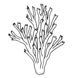 Dibujo para colorear: Coral (Naturaleza) #162888 - Dibujos para Colorear e Imprimir Gratis