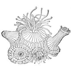 Dibujo para colorear: Coral (Naturaleza) #162964 - Dibujos para Colorear e Imprimir Gratis
