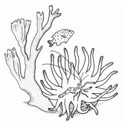 Dibujo para colorear: Coral (Naturaleza) #163008 - Dibujos para Colorear e Imprimir Gratis