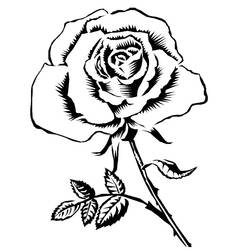 Dibujo para colorear: Rosas (Naturaleza) #161863 - Dibujos para Colorear e Imprimir Gratis