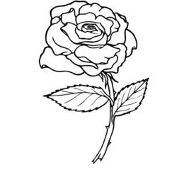 Dibujo para colorear: Rosas (Naturaleza) #161864 - Dibujos para Colorear e Imprimir Gratis