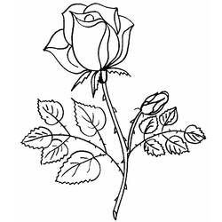 Dibujo para colorear: Rosas (Naturaleza) #161867 - Dibujos para Colorear e Imprimir Gratis