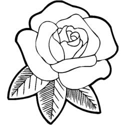Dibujo para colorear: Rosas (Naturaleza) #161871 - Dibujos para Colorear e Imprimir Gratis