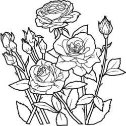 Dibujo para colorear: Rosas (Naturaleza) #161888 - Dibujos para Colorear e Imprimir Gratis