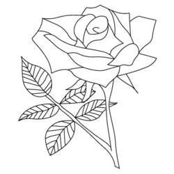 Dibujo para colorear: Rosas (Naturaleza) #161894 - Dibujos para Colorear e Imprimir Gratis