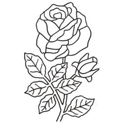 Dibujo para colorear: Rosas (Naturaleza) #161899 - Dibujos para Colorear e Imprimir Gratis