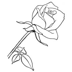 Dibujo para colorear: Rosas (Naturaleza) #161906 - Dibujos para Colorear e Imprimir Gratis