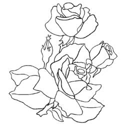 Dibujo para colorear: Rosas (Naturaleza) #161908 - Dibujos para Colorear e Imprimir Gratis