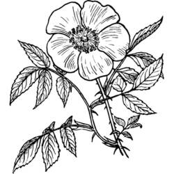 Dibujo para colorear: Rosas (Naturaleza) #161921 - Dibujos para Colorear e Imprimir Gratis
