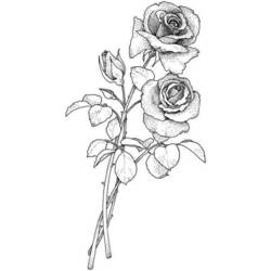 Dibujo para colorear: Rosas (Naturaleza) #161948 - Dibujos para Colorear e Imprimir Gratis