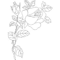 Dibujo para colorear: Rosas (Naturaleza) #161949 - Dibujos para Colorear e Imprimir Gratis