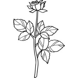 Dibujo para colorear: Rosas (Naturaleza) #161973 - Dibujos para Colorear e Imprimir Gratis