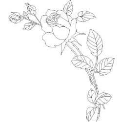 Dibujo para colorear: Rosas (Naturaleza) #161974 - Dibujos para Colorear e Imprimir Gratis