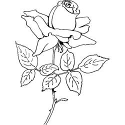 Dibujo para colorear: Rosas (Naturaleza) #161981 - Dibujos para Colorear e Imprimir Gratis