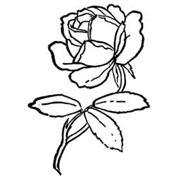 Dibujo para colorear: Rosas (Naturaleza) #161989 - Dibujos para Colorear e Imprimir Gratis
