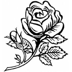 Dibujo para colorear: Rosas (Naturaleza) #162020 - Dibujos para Colorear e Imprimir Gratis