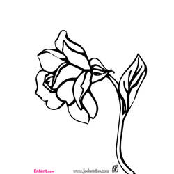 Dibujo para colorear: Rosas (Naturaleza) #162026 - Dibujos para Colorear e Imprimir Gratis