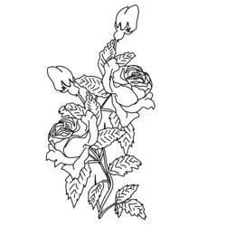 Dibujo para colorear: Rosas (Naturaleza) #162066 - Dibujos para Colorear e Imprimir Gratis
