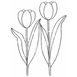 Dibujo para colorear: Tulipán (Naturaleza) #161614 - Dibujos para Colorear e Imprimir Gratis